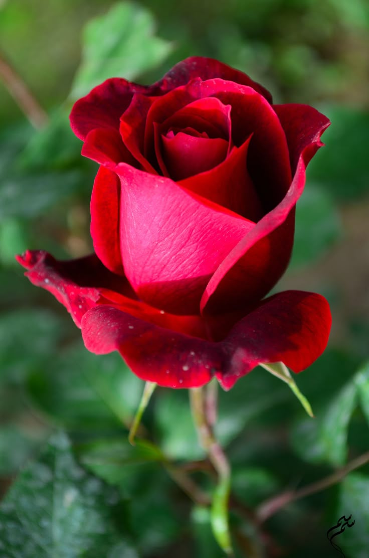 Gift Image